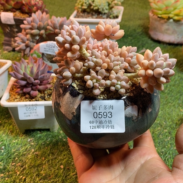 0593啊啊啊啊啊啊啊啊啊啊