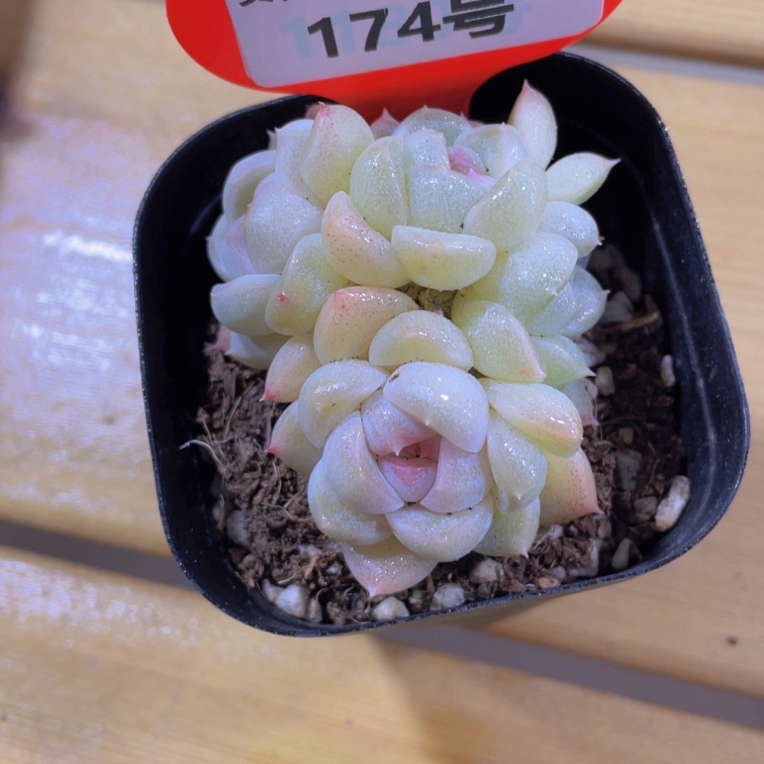 174号 白桃汽水多头群