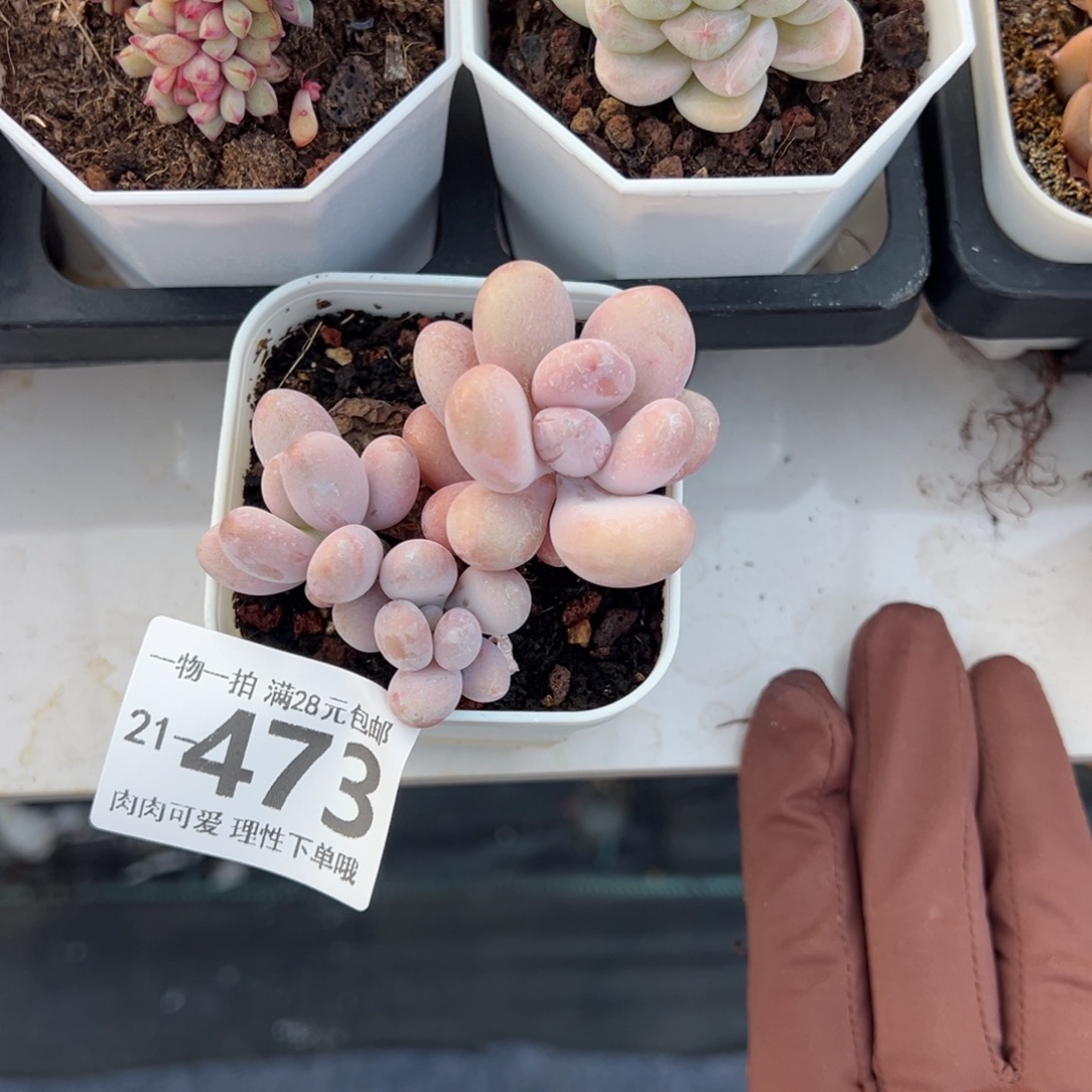 汤圆多肉多肉多肉多肉