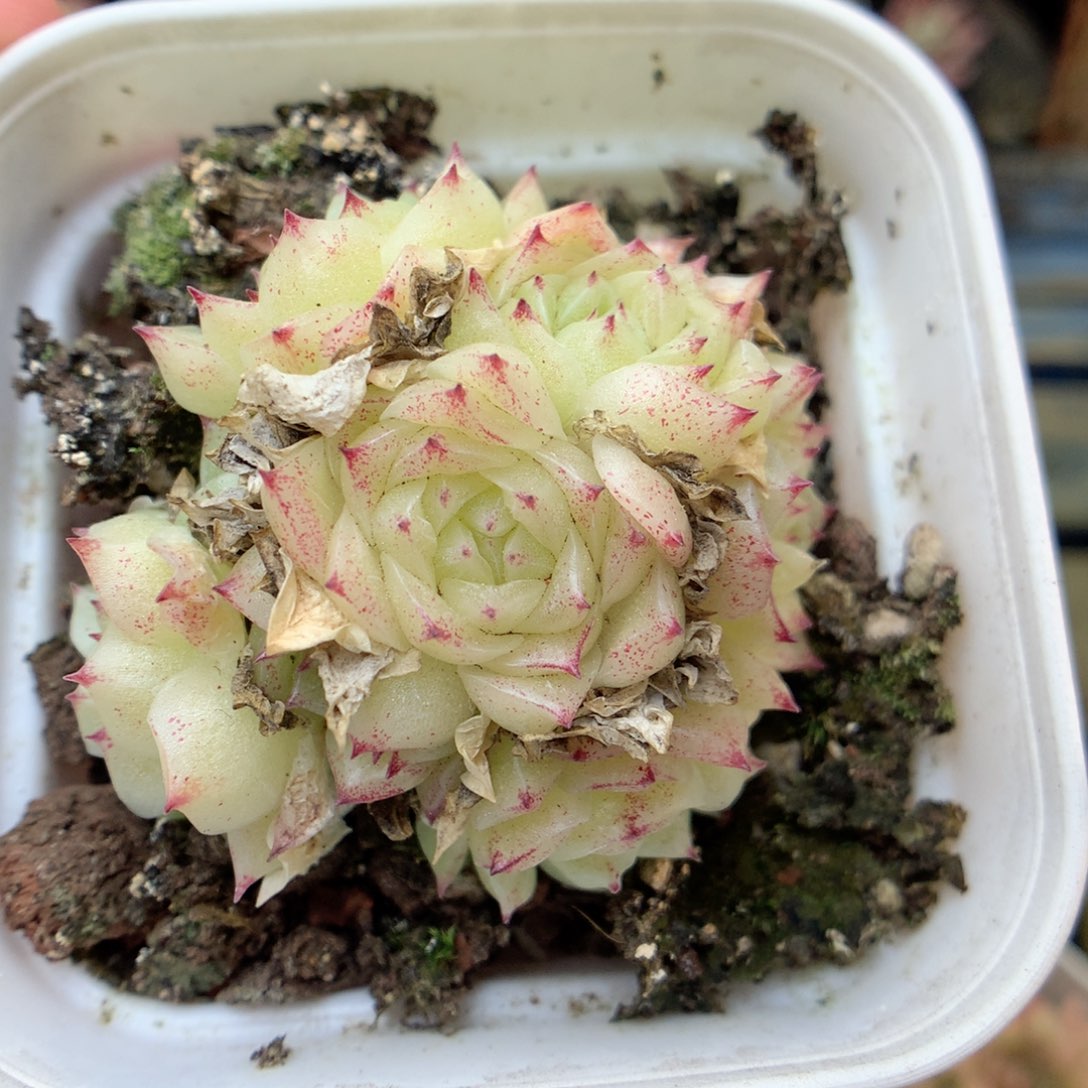 X176 ，20包邮两天凑单偏远不发货