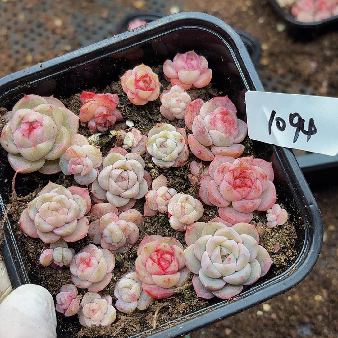 多肉植物多肉植物1094