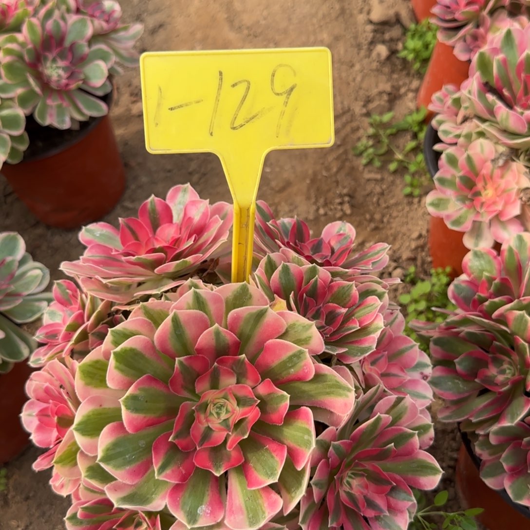 1-129---女巫多头多肉