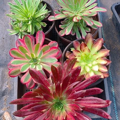 703五棵多肉植物