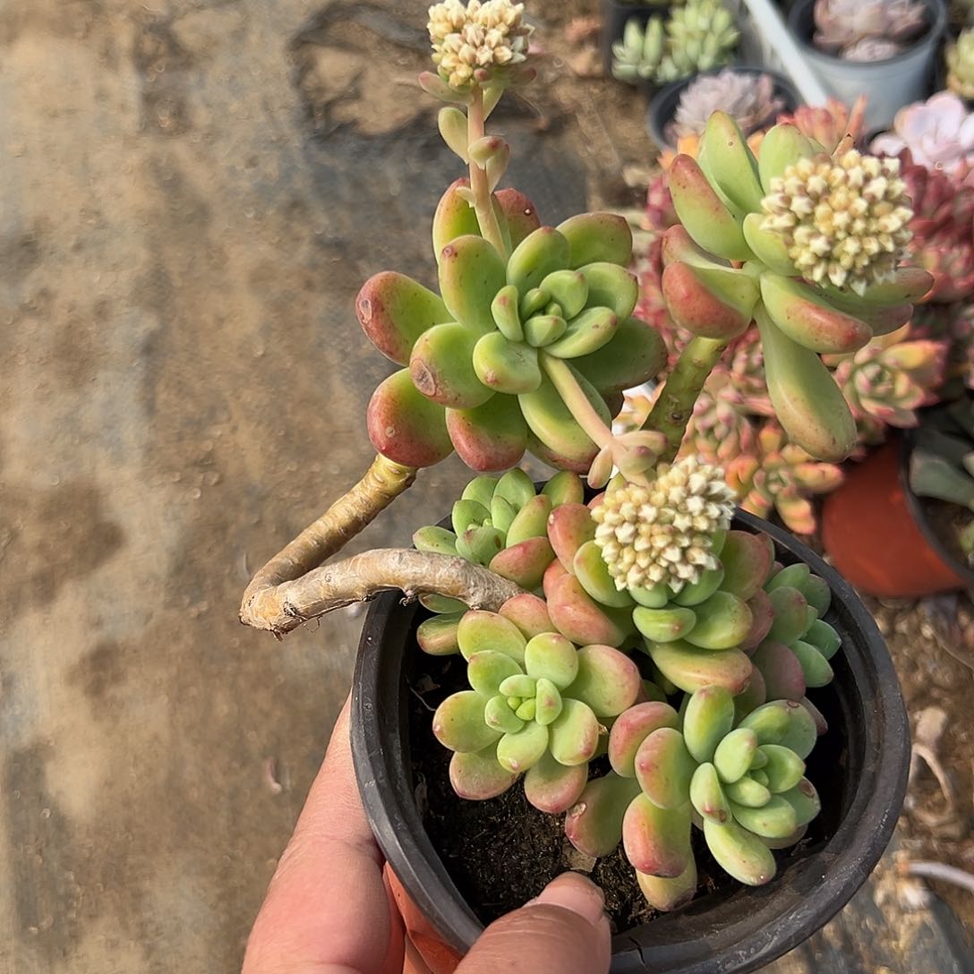多肉植物多肉植物