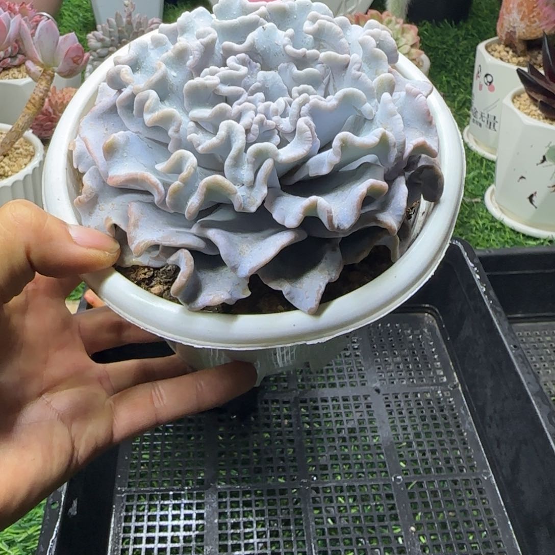 锦安精品多肉259