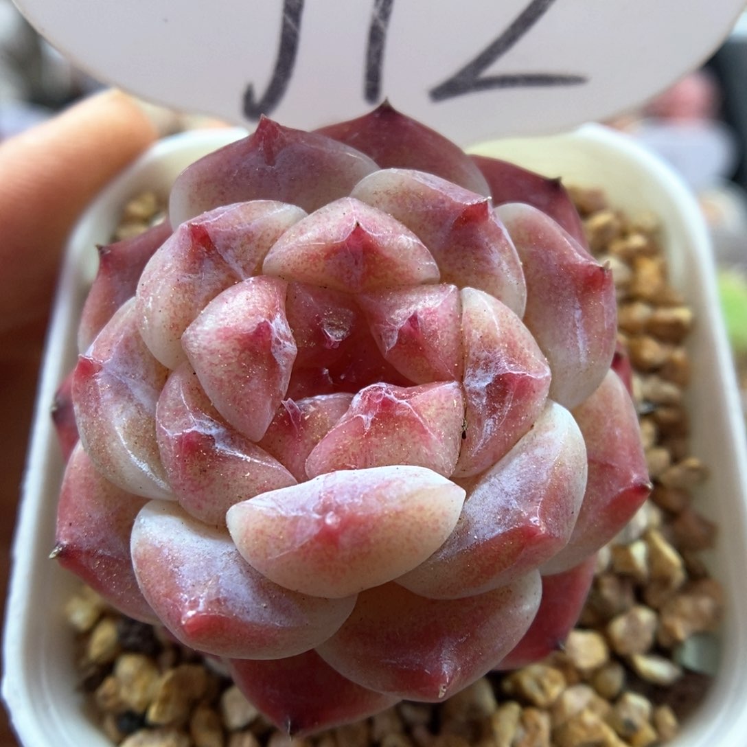 糖心粉魄可拍772号。    