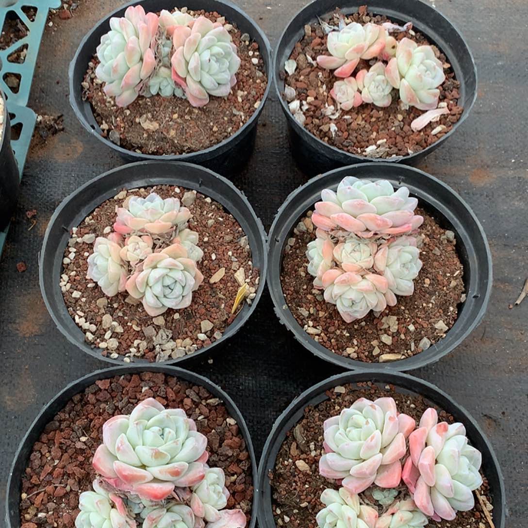 四喜丸子多肉植物