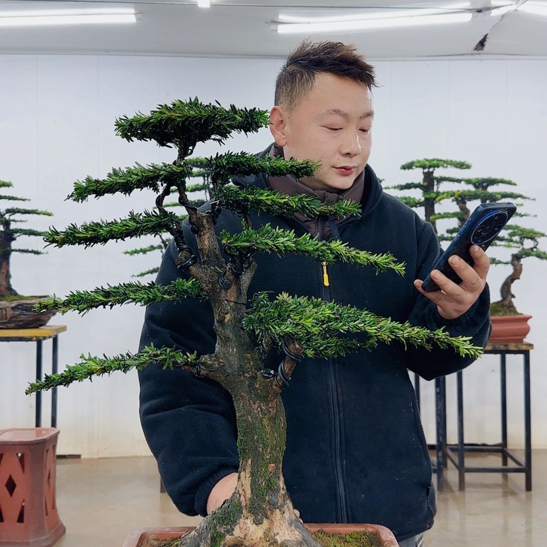 国*盆景制作过程非常