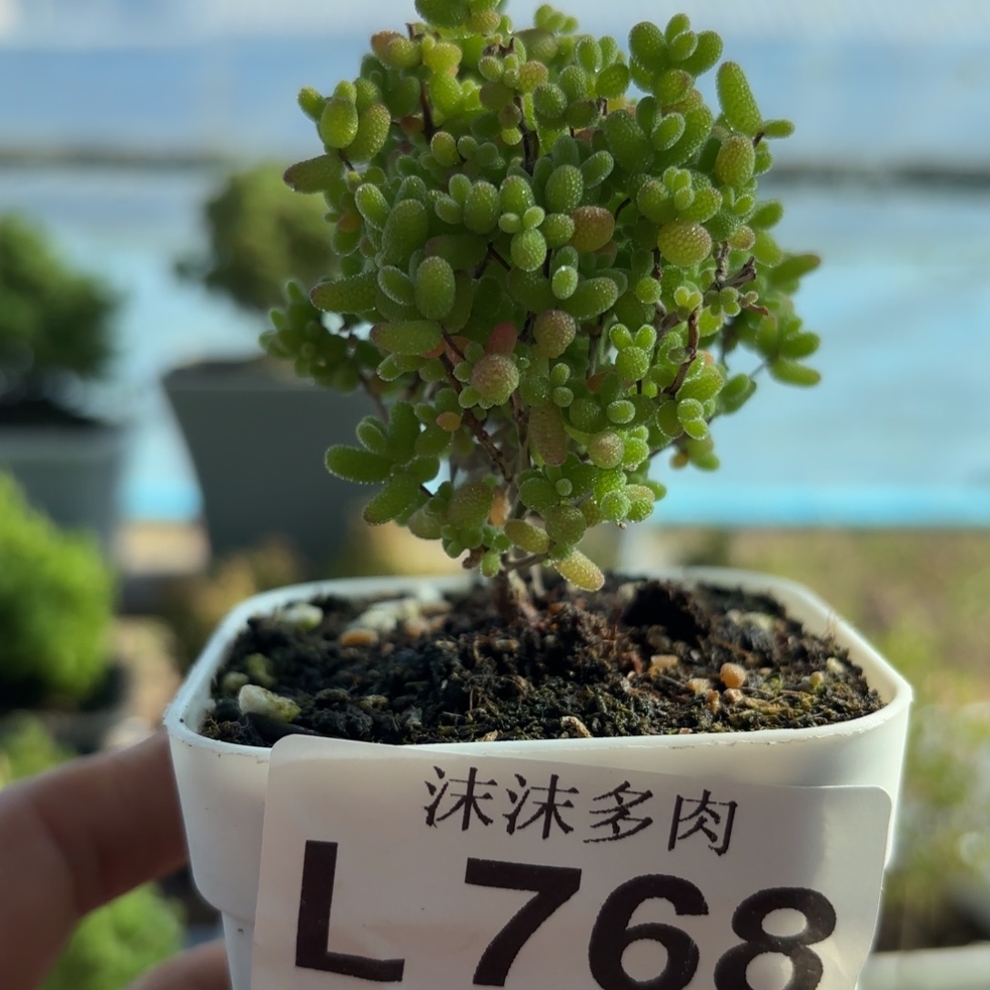 768蜜橘糖球枝干番杏福路利