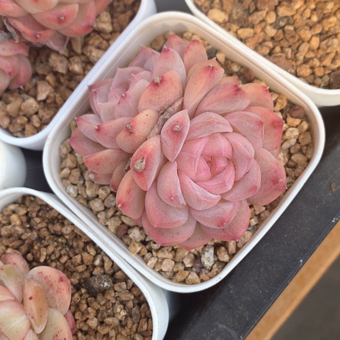 精品多肉一物一拍不包整013