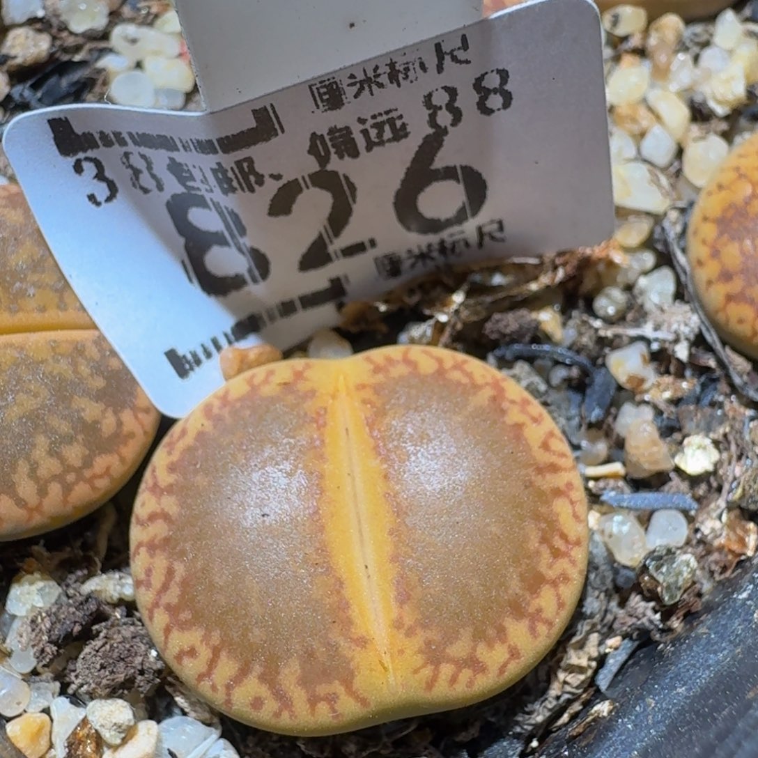 zzzzzz生石花肉锥826