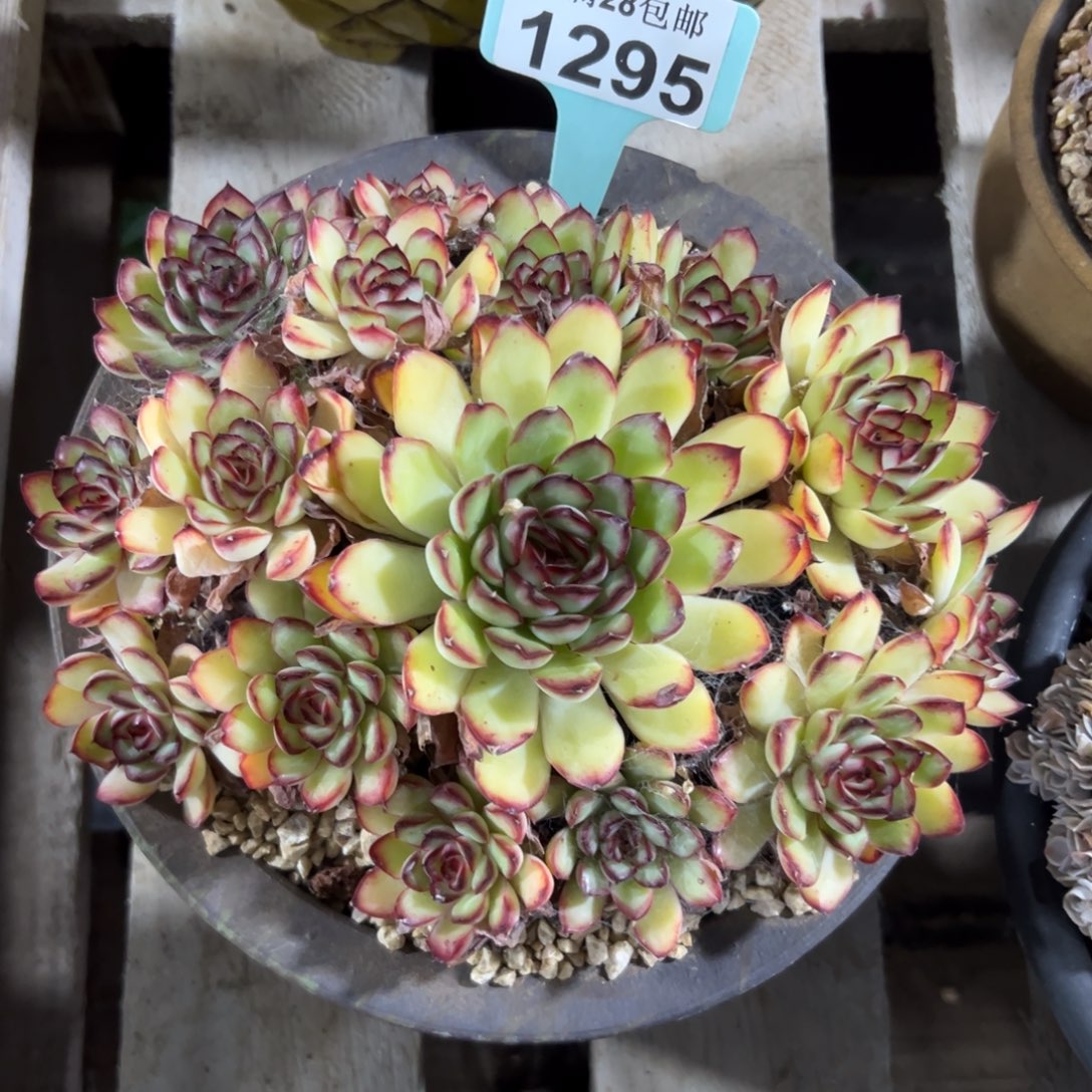 1295肉酱美人，冠服20