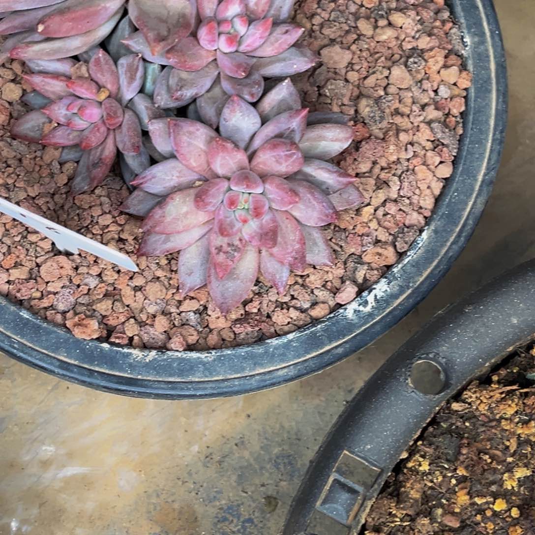 1218426号晚上多肉植物群生多肉植物