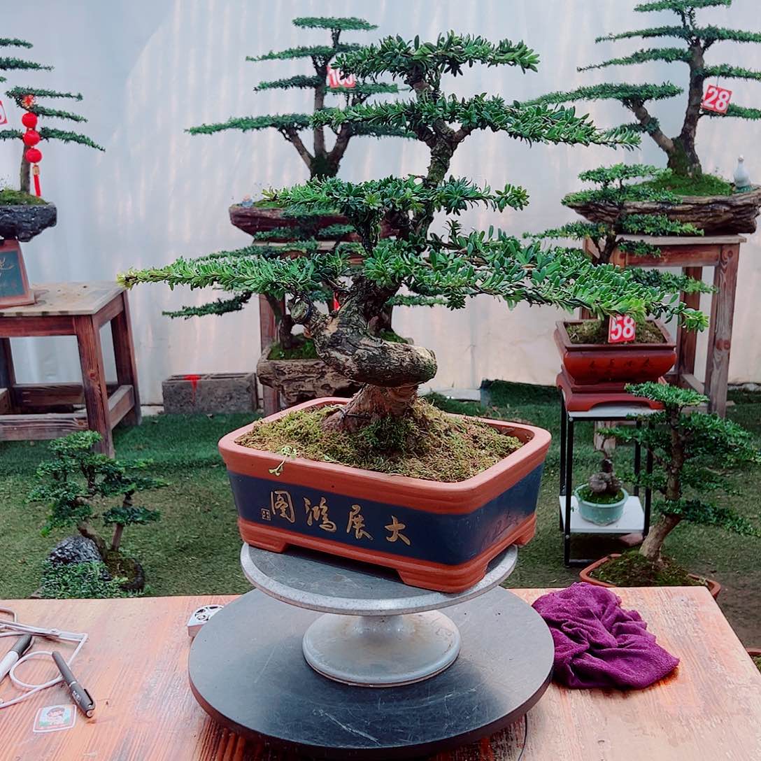 罗汉松小老桩红芽罗汉松