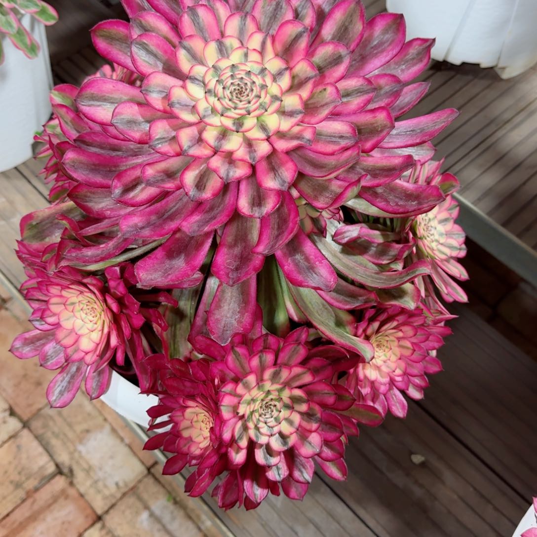 心***@多肉植物发货发货