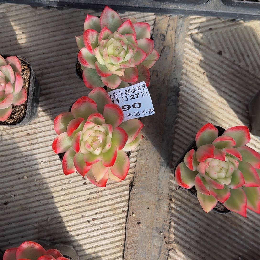 半***当1127-90珍妮锦两个