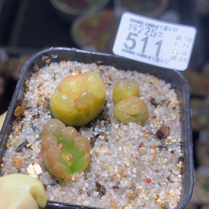 精品生石花225.511