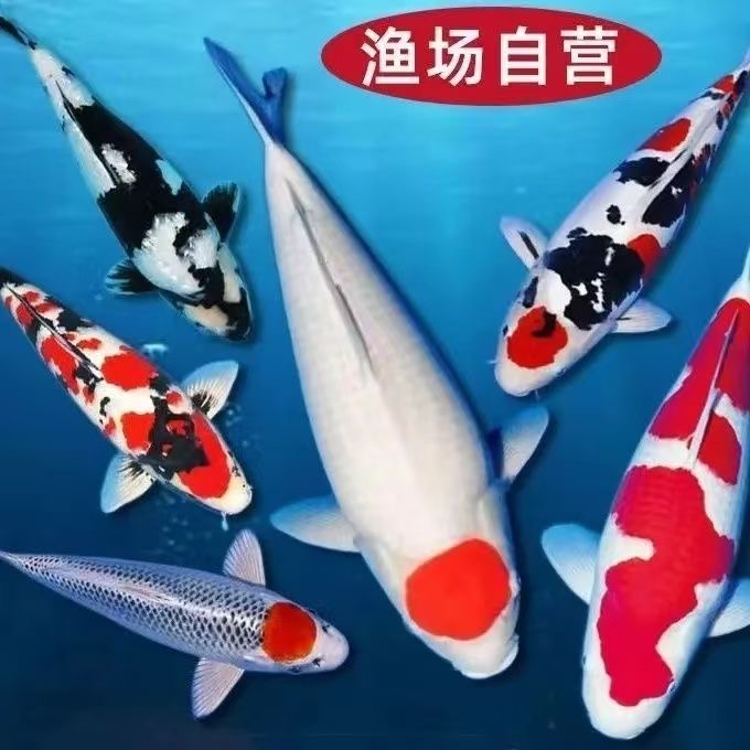 红白三色大正孔雀龙系昭和绯写芥子茶鲤冷水鱼好养耐活