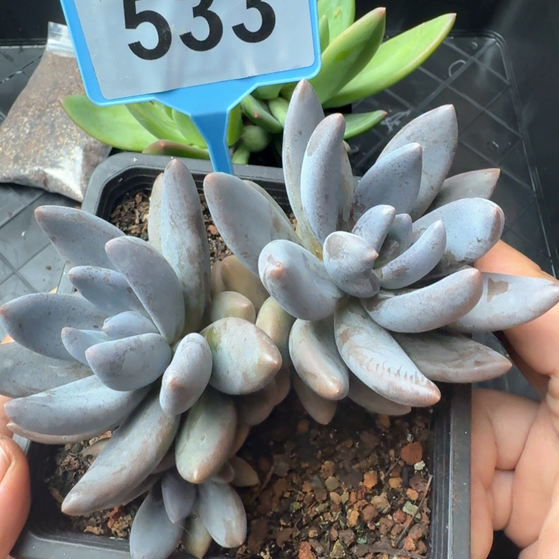 黑桃美人多肉植物533