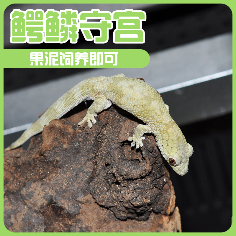 R属守宫鳄鳞守宫巨人守宫盖勾亚守宫异宠宠物爬宠
