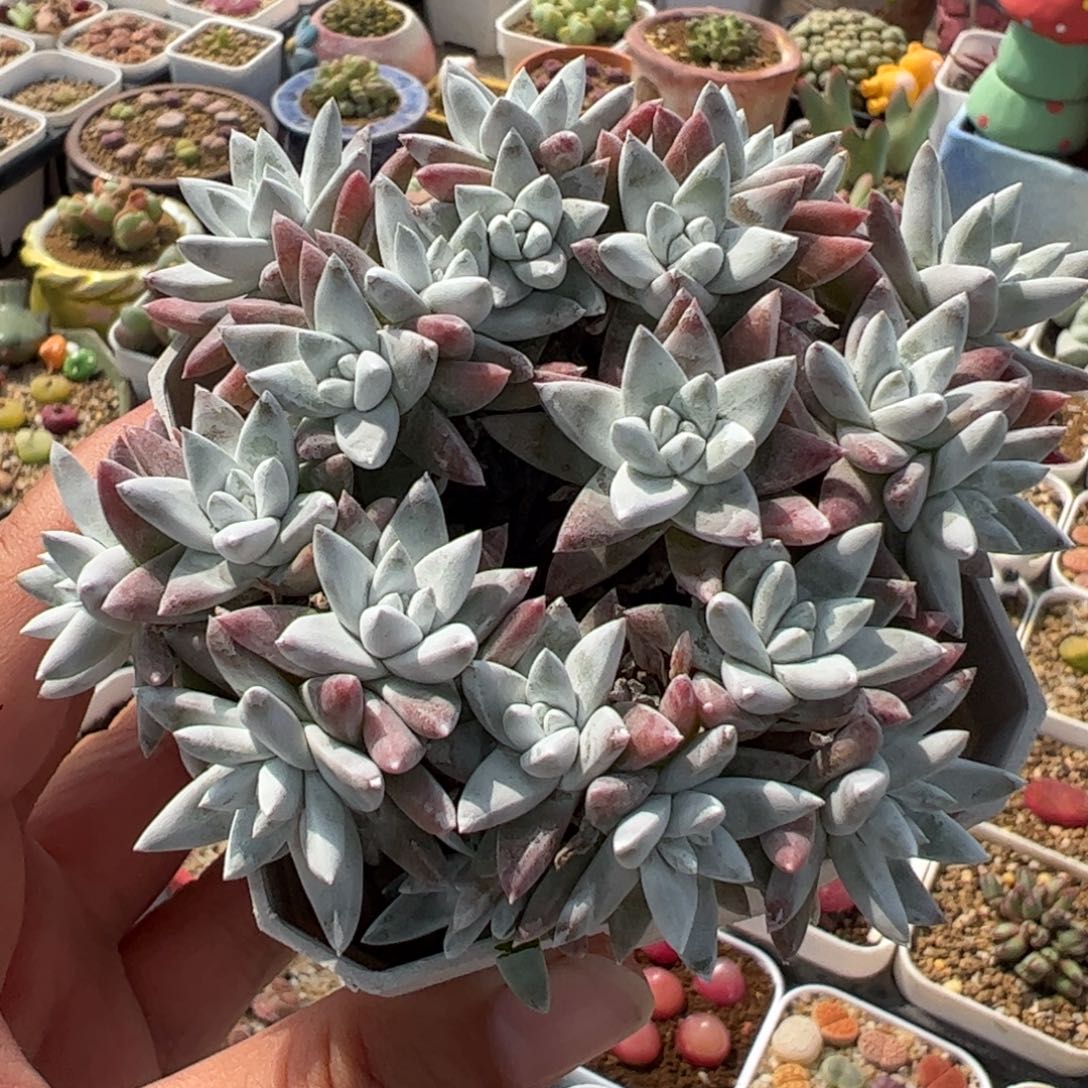 117多肉植物百科