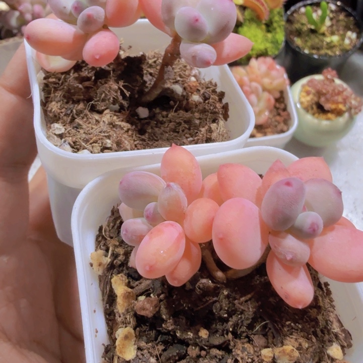 新品萤火虫奶酪王炸一颗