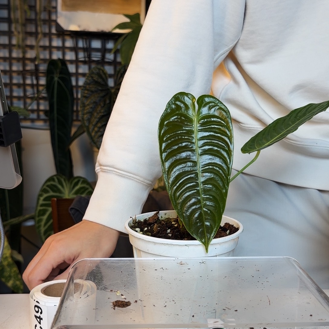 完全开放C48火鹤王