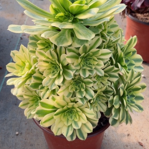 多肉植物金丝翡翠