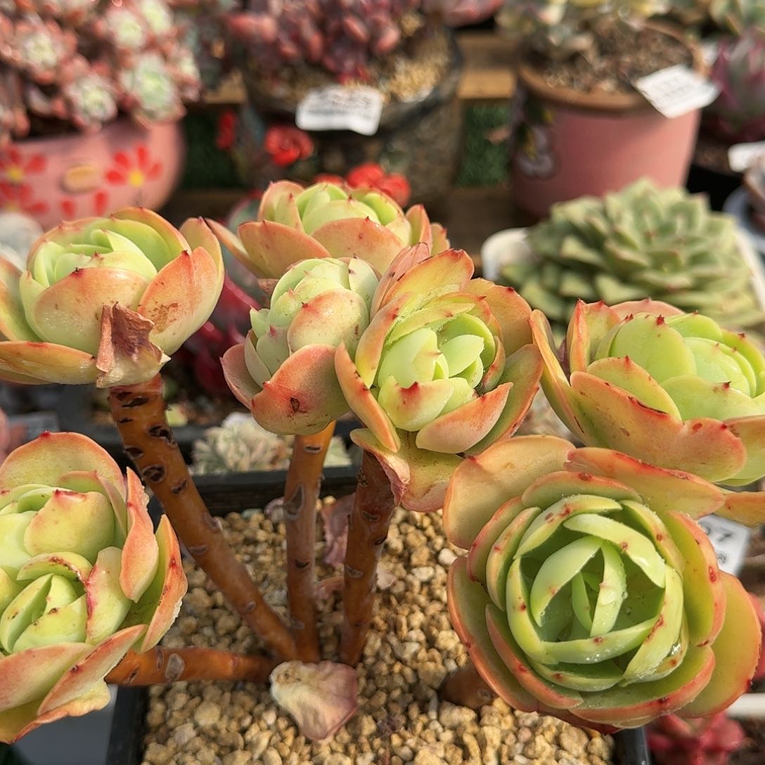 1365一物一拍（满28包邮）