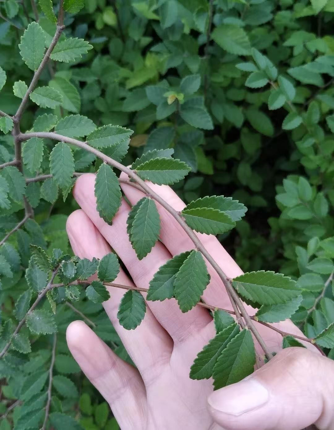 正宗青皮灵芝榆附石专用杯苗绿皮小叶榔榆苗小苗开槽附树石打弯