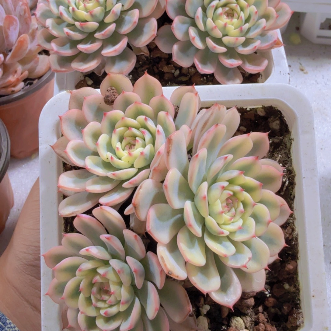 姬莲锦十厘米盆三头起