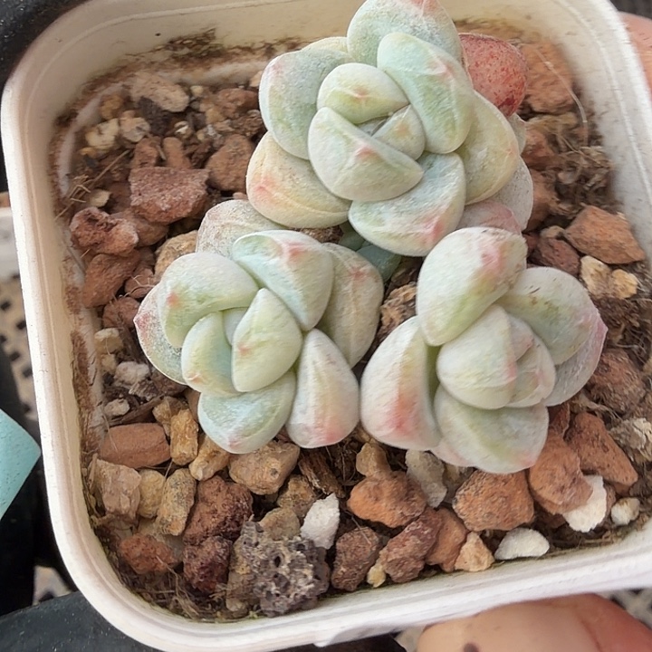 29 号到手1框-……一物一拍