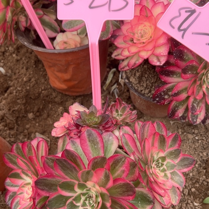 5-213倾城多肉植物