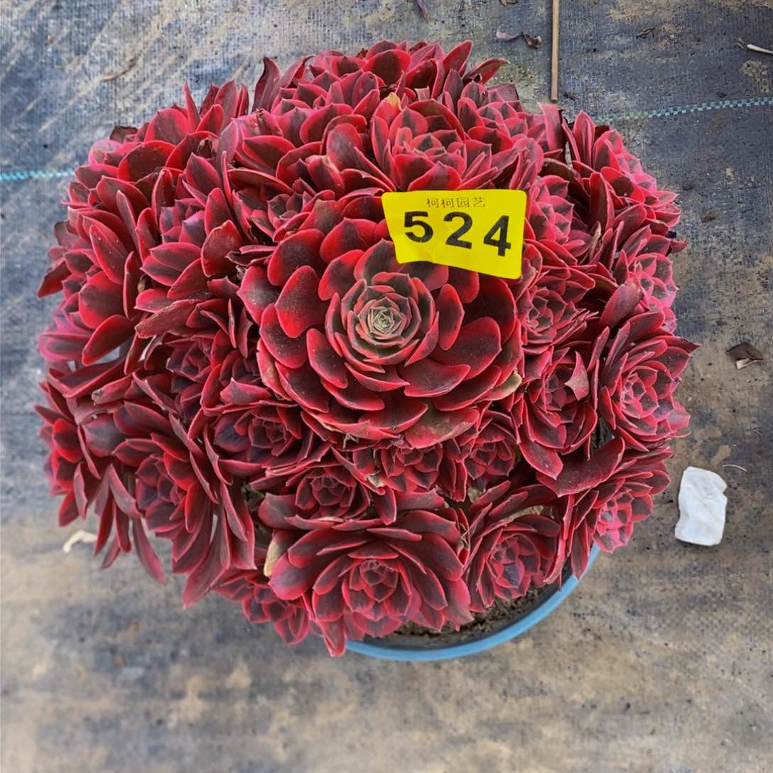 华*多肉女妖5240000