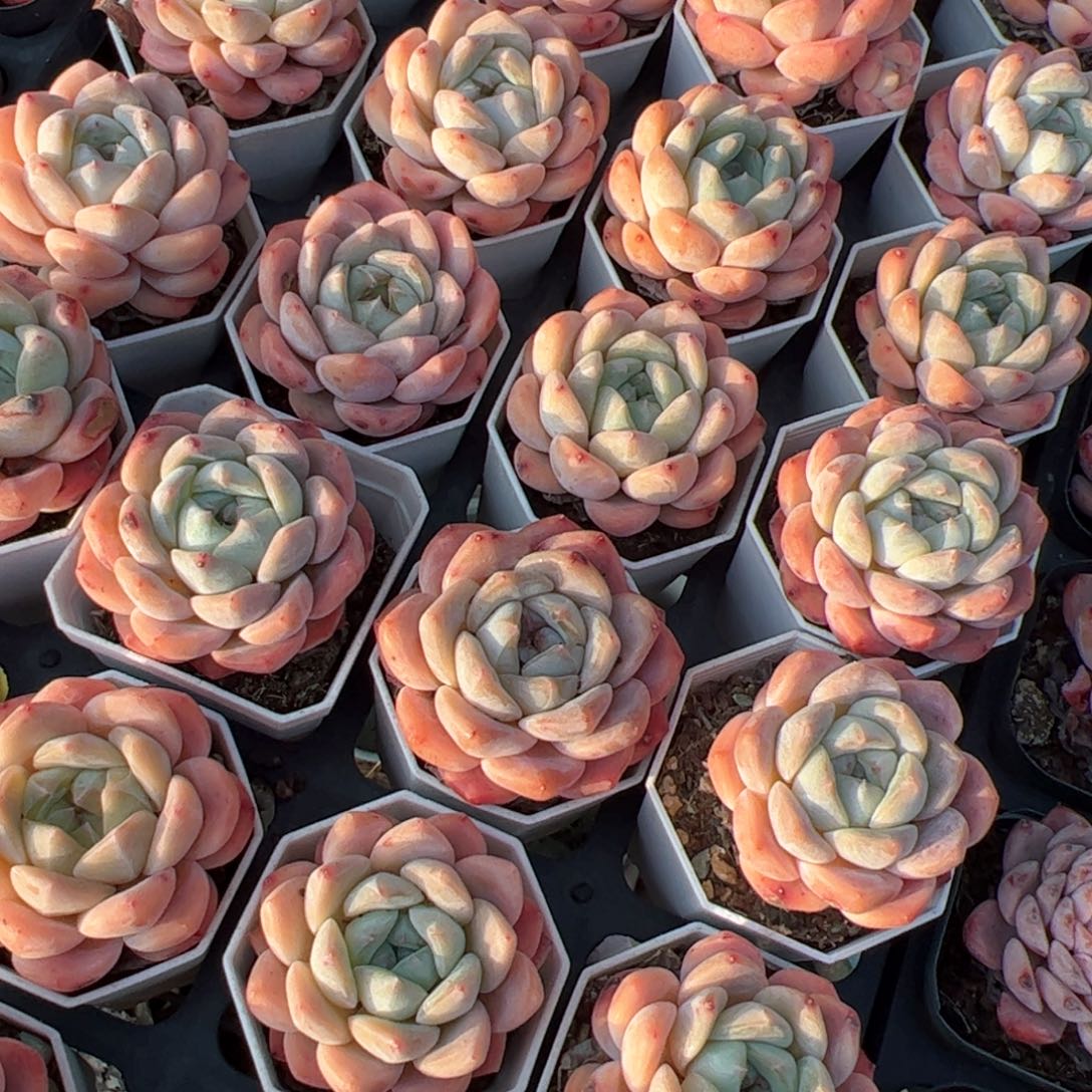 厚梦 满30包邮发货