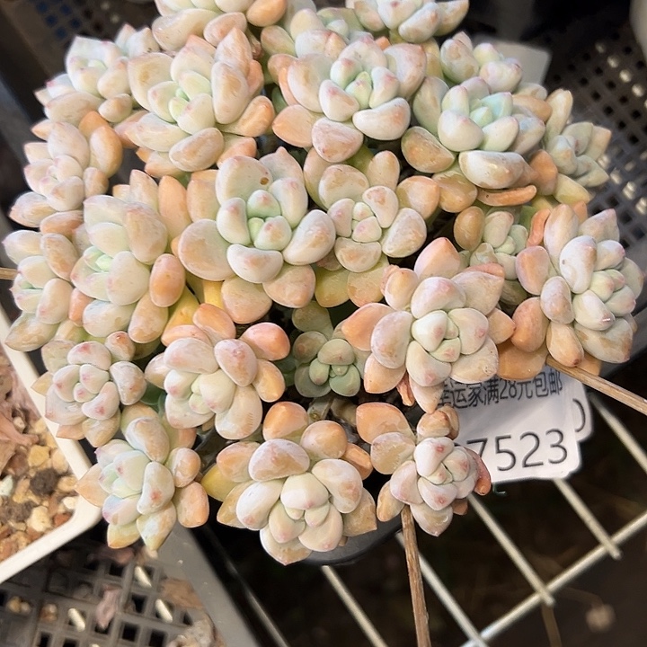 幸运的是我还没遇到你幸运
