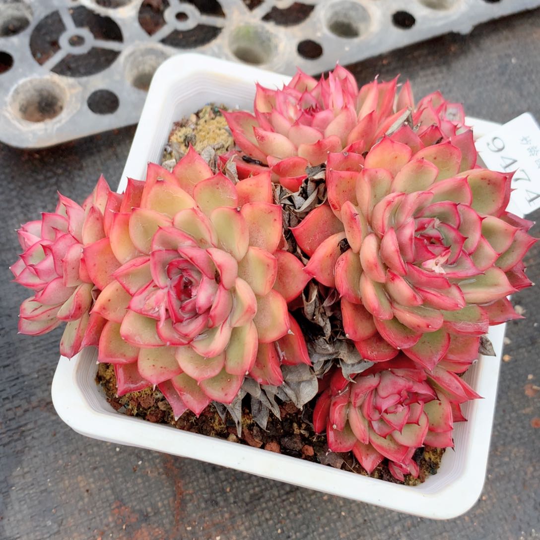 9474新年快乐发发发