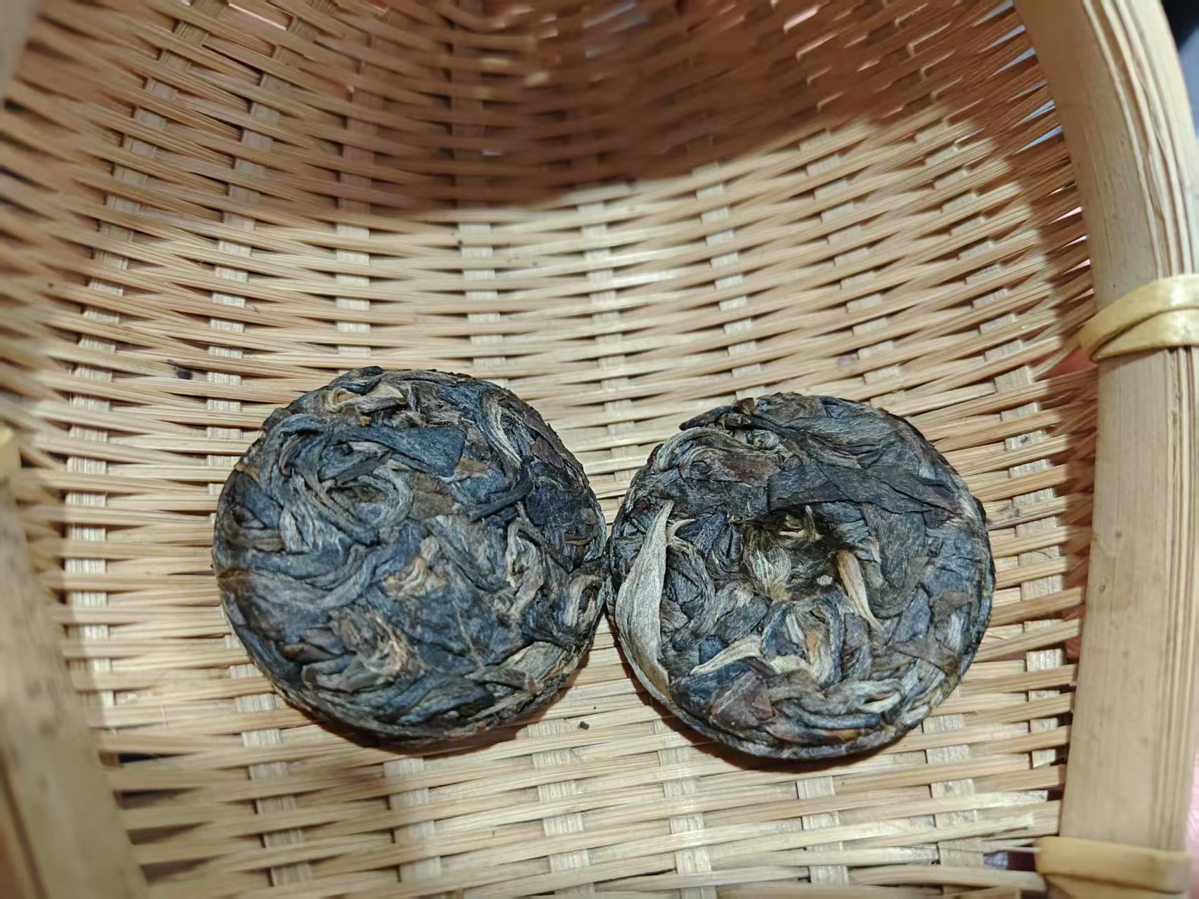 云南2023年古树一芽二叶