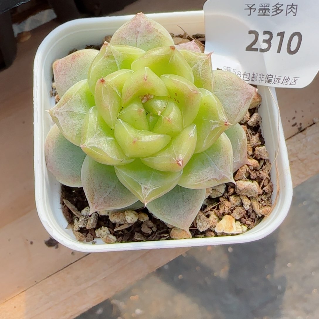 青禾，2310多肉植物