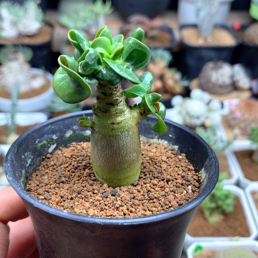 羊角沙漠玫瑰带盆发