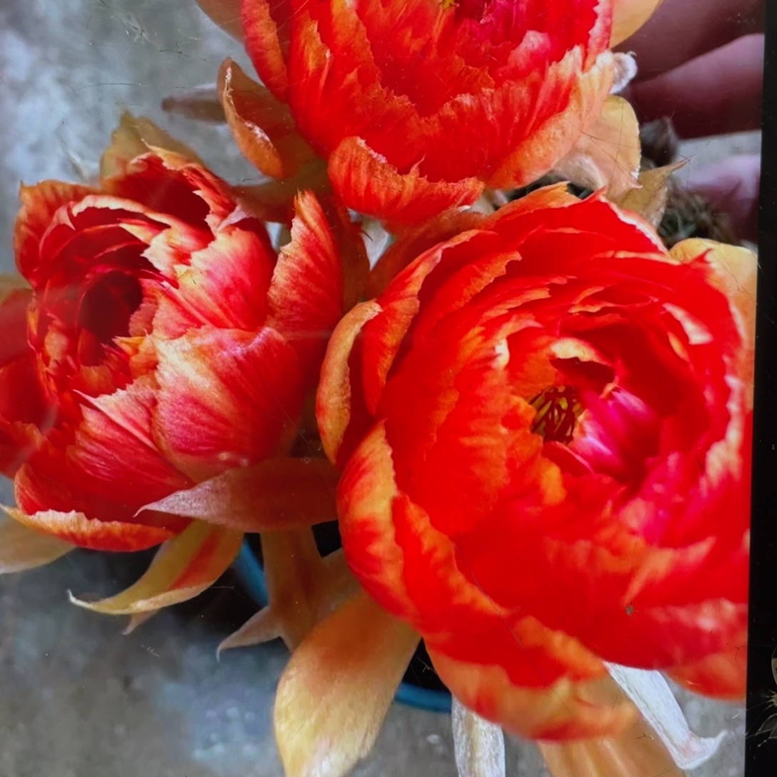 新品丽花L39母本三角