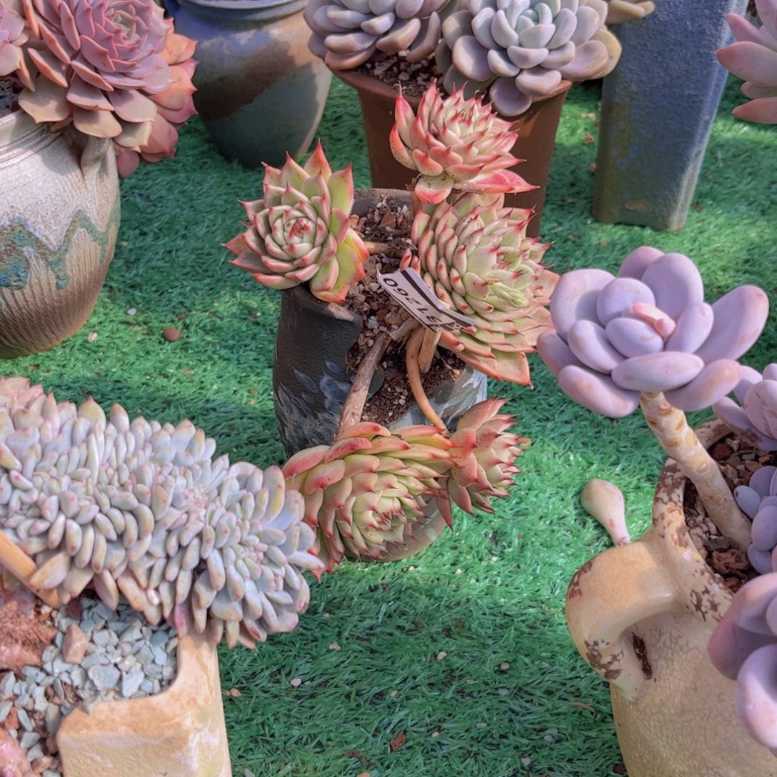 猫***人托斯卡内利多肉植物31260