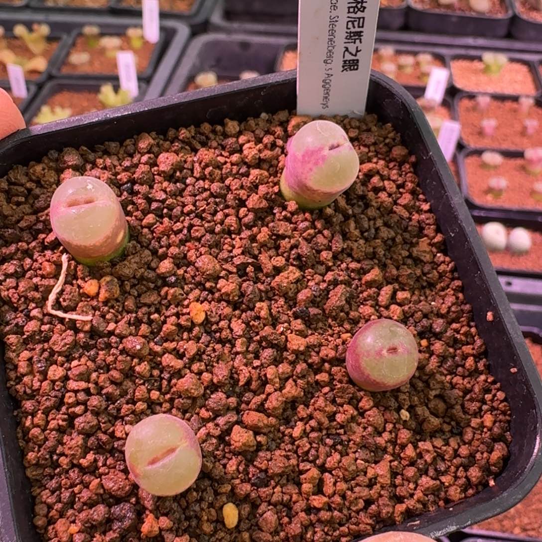 云缦精品番杏24.6安格尼斯之眼多肉