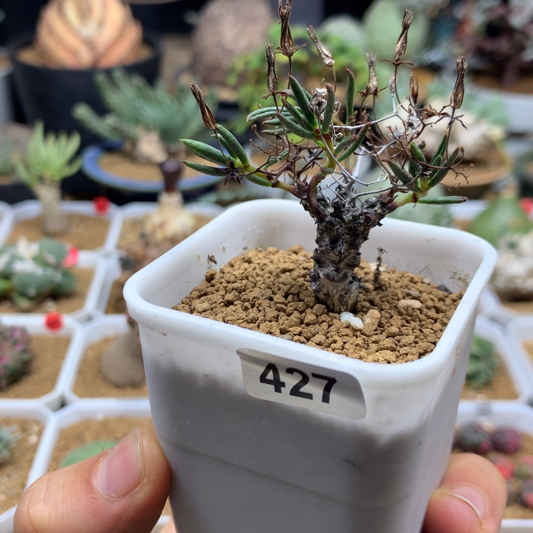 黑曼巴奇峰锦带盆多肉427