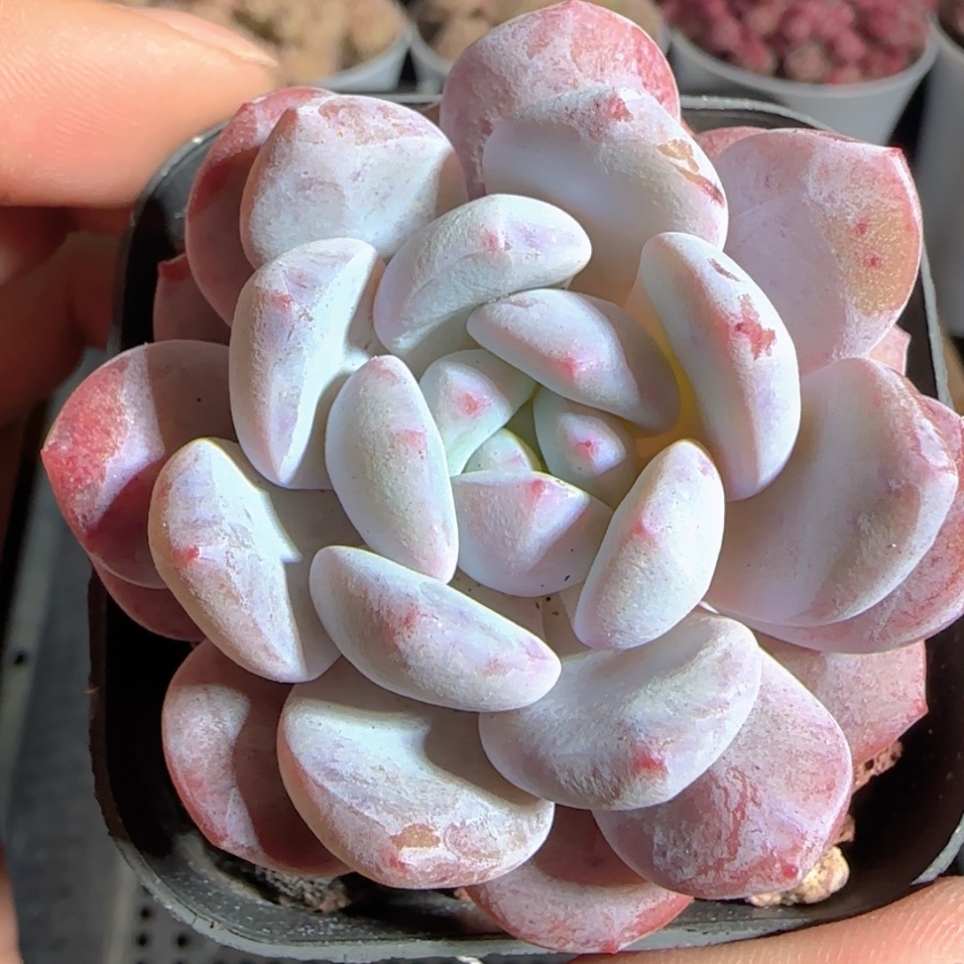 多肉1223-61福利福利