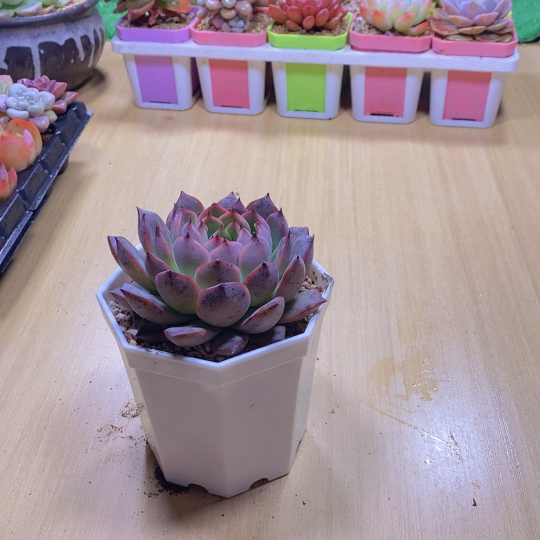无花朵多肉植物魅爪110