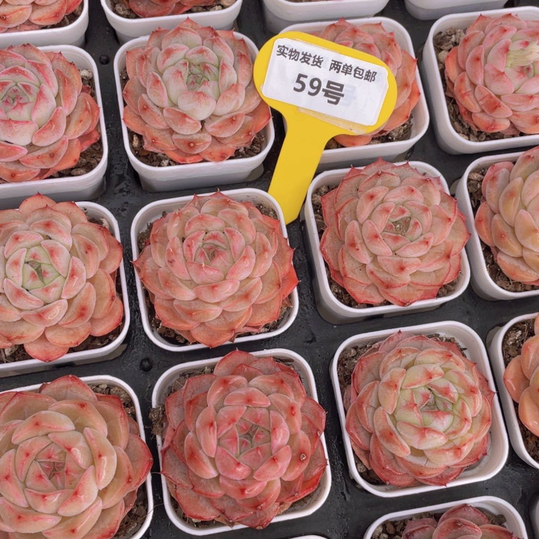 59号钻石玫瑰单头两个