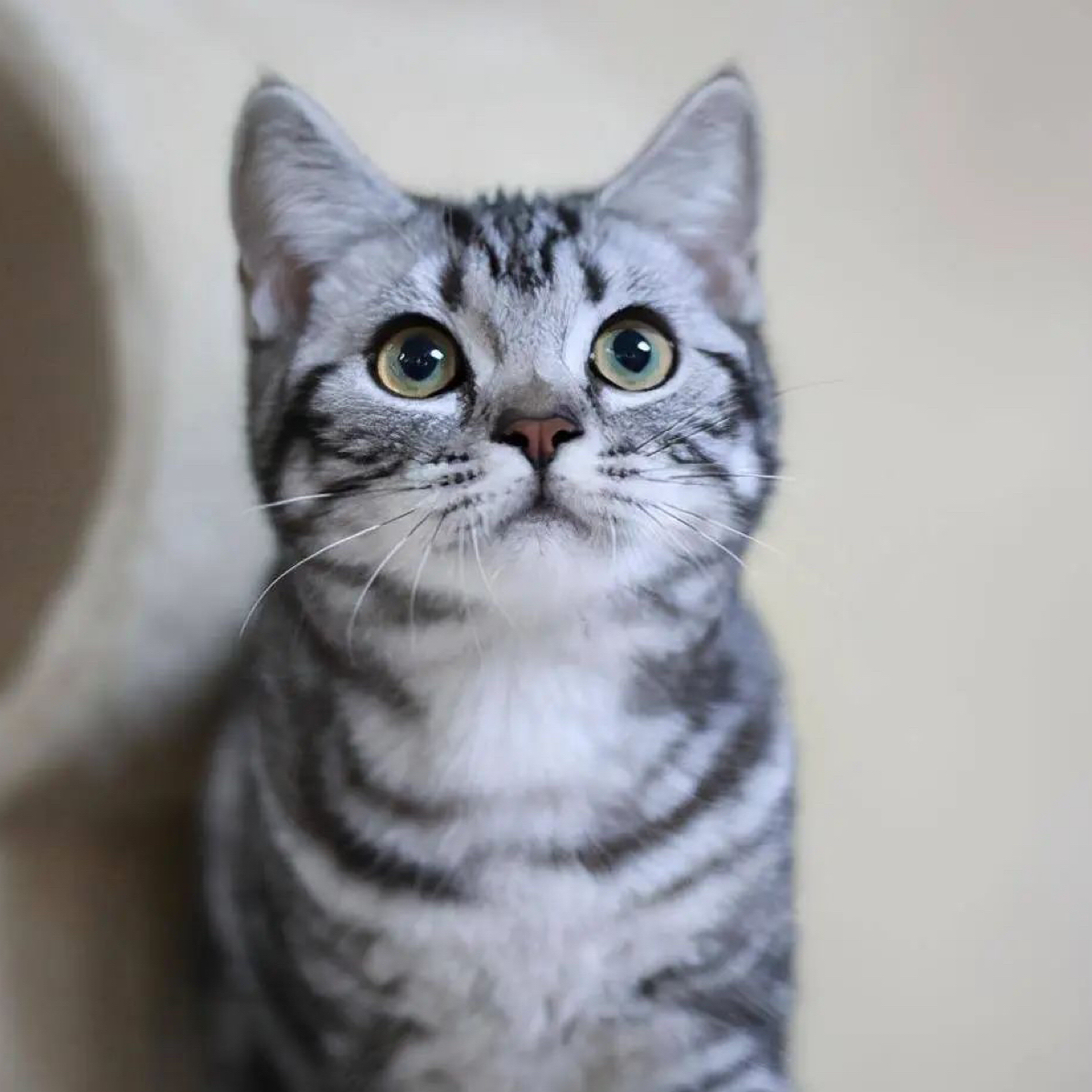 美短标斑一物一猫，下单截图联系客服