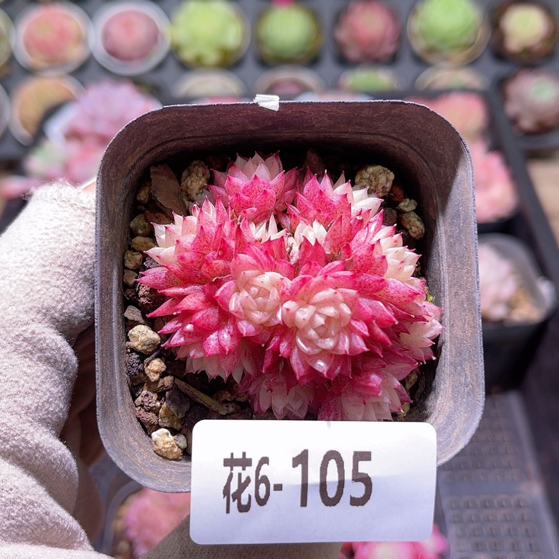 花利美6-105麦秆群