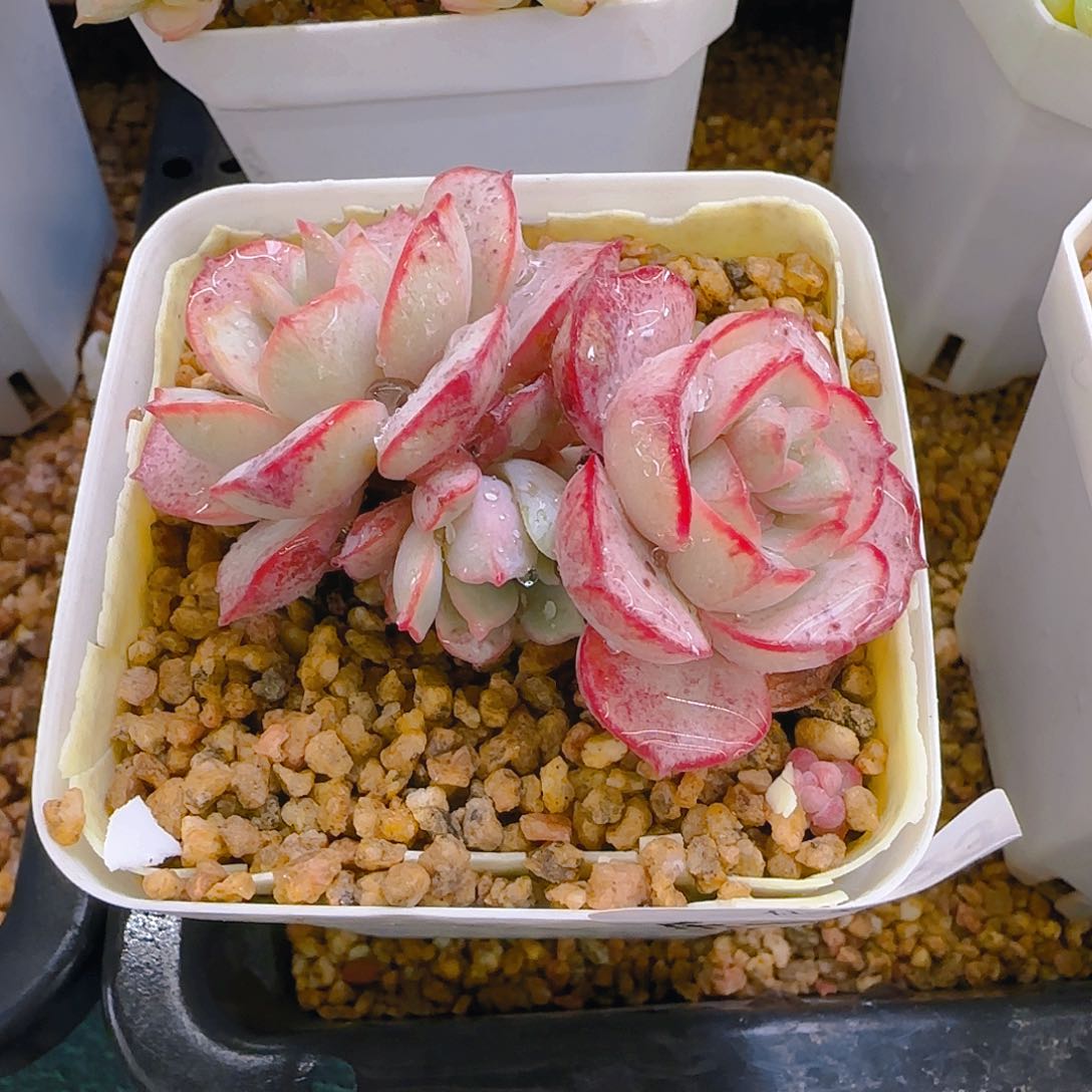 026，193、仙农出品